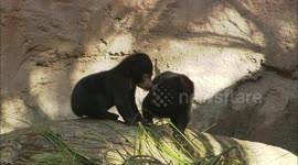 Sun bear cubs explore new home