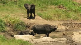 Adorable baby elephant fails to move indifferent buffalo with cute trumpet call