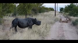 Black rhino chases 7 lions away to ensure a safe passage for her calf