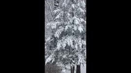 Beautiful white snow covers tree in the backyard after  snow storm drops snow on March 9, 2022