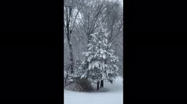Beautiful white trees in backyard during March 9 2022 snowstorm in Connecticut USA