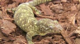 Meet Some of the Strangest Creatures on the Planet…The Gecko!