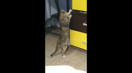 little kitty trying open the drawer but she can't and very dissapointed