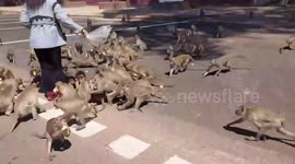 Thousands of wild monkeys struggle for food with no tourists to feed them in Thai park