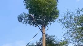 Bamboo grows out of 8-metre-high utility pole in China