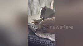 Helpful cockatiel spotted cleaning dog's teeth at home in China