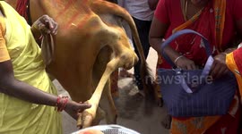 Meet the five-legged cow being worshipped in southern India