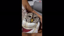 Touching moment US woman rescues injured owl from side of road