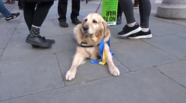Blue and yellow moments in Trafalgar Square as the world stands with Ukraine