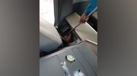 Large 10ft-long cobra found hiding inside passenger van