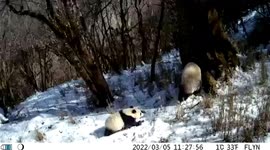 Rare footage shows wild panda mother and offspring entering hole in tree