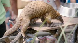 Meet the world’s only scaled mammal