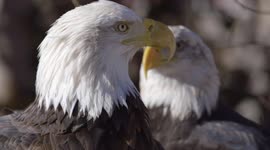 The symbol of America: Bald eagles find new home