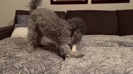 Cute miniature poodle Sammy is enjoying his bone which is huge compared to his small frame