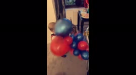 Two year old boy laughing as Eric the dog loves popping balloons at birthday party