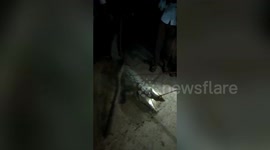 Residents panic after wild crocodile enters central Indian village