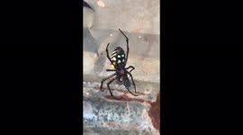 Spider catching fly