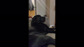 Sleepy dog with his tongue hanging out wakes up when his mum laughs