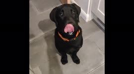 Hungry puppy goes crazy licking the spoon with yogurt and gets messy