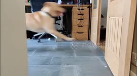 Dog and puppy baby brother doing zoomies then knock me over