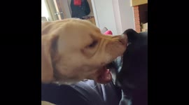 Dog and puppy are play fighting and puppy rolls off the sofa