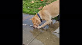 Dog going crazy playing with the water from a hose pipe on a hot day