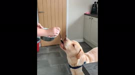 Fussy funny Labrador dog prefers to be spoon fed
