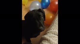 3 month old puppy loves balloons but his big brother is a big scaredy-cat