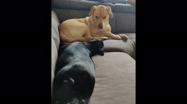 Big brother labrador wakes up puppy having a bad dream in adorable moment