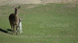 Learn all about the unusual waterbuck!