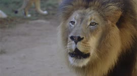 King of the jungle: Get up close and personal with this might lion
