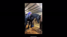 Funny itchy horse gets scratched and puts her lips out because it feels so good!