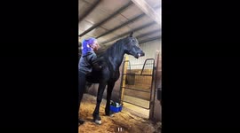 Horse pulls bizarre face when getting a good scratch