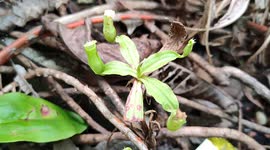 Super cute and tiny tropical pitcher plants in Borneo Island Malaysia
