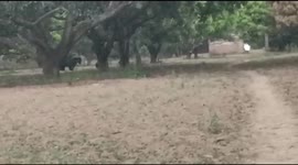 Due to the high temperature, in search of water.wild animals are entering in nearest village.Such incident have been seen in the eastern coastal state Odisha of India.In Nabarangpur district of Odisha, wild bears have been seen entering the village due to