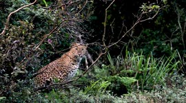 Rare mountain leopard spotted amid bushes in Sri Lanka