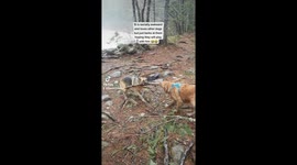 This socially awkward German Shepherd just barks when he wants to play!