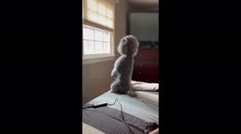 Cute miniature poodle Sammy sits on hind legs while having front legs in the air all so he can have a better view out the window