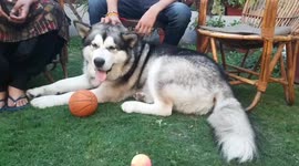 Adorable husky rescued from Ukraine, while its Indian student owner stayed to save friend's family