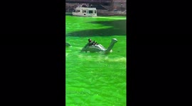 Chicago River dyed green to celebrate St Patrick’s Day