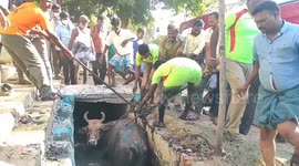 Pregnant cow that fell into a drain is rescued by fire fighters and the public in South India