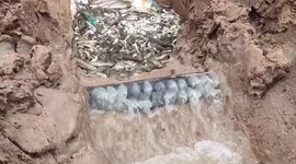 A novel trick to catch the fish without big efforts in South India.
