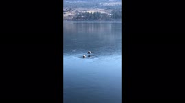 Watch these Canadian Geese on very thin ice in Kelowna, BC, Canada