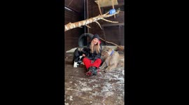 Akita puppy and much large cougar enjoy breakfast together in Russia