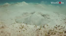 'Diver gets an up-close shot of a Spotted Lagoon Ray digging in the underwater sand '
