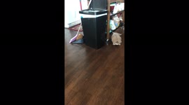 Kitten and bunny play a game of hide and seek around the kitchen island