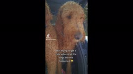 Dog walker takes cute video of dogs but is unexpectedly interrupted!