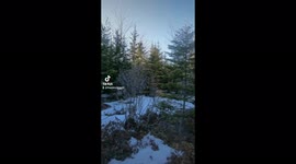 Watch as this group of dogs chase each other through Nova Scotia forest