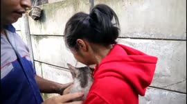A cat survives a house fire in Tanah Abang, Central Jakarta, Indonesia