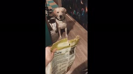 The owner asks her dog to move a little far away to give him food.